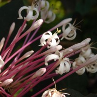 Clerodendrum quadriloculare (Blanco) Merr.